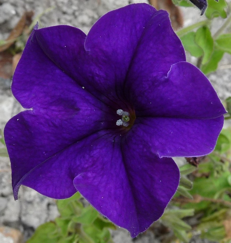 Purple Petunia  100 Seeds  Petunia Nana Compacta