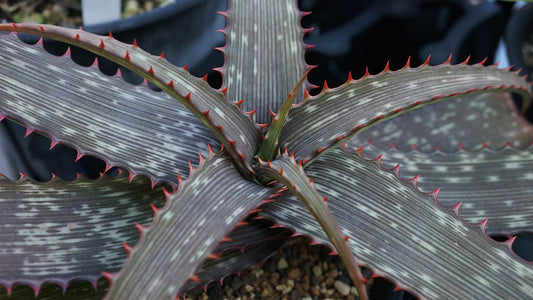 Striped Aloe  100 Seeds  Aloe branddraaiensis