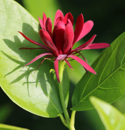 Western Spice Bush 8 Seeds  Calycanthus occidentalis  USA Company