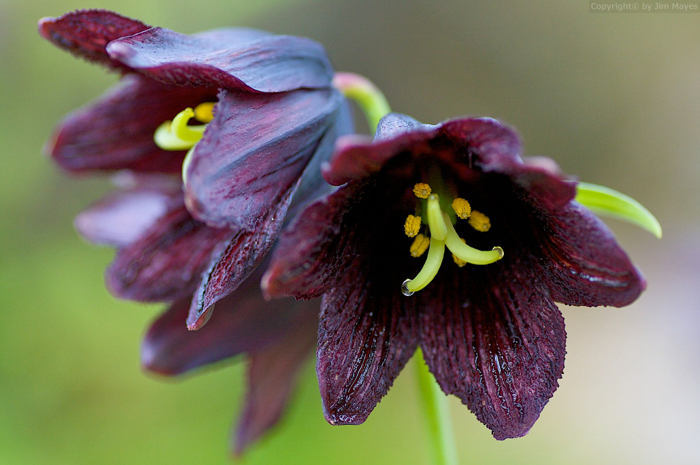 chocolate lily flower essence Chocolate Lily Fritillaria camschatcensis 25 Seeds – R&B Floridaseeds