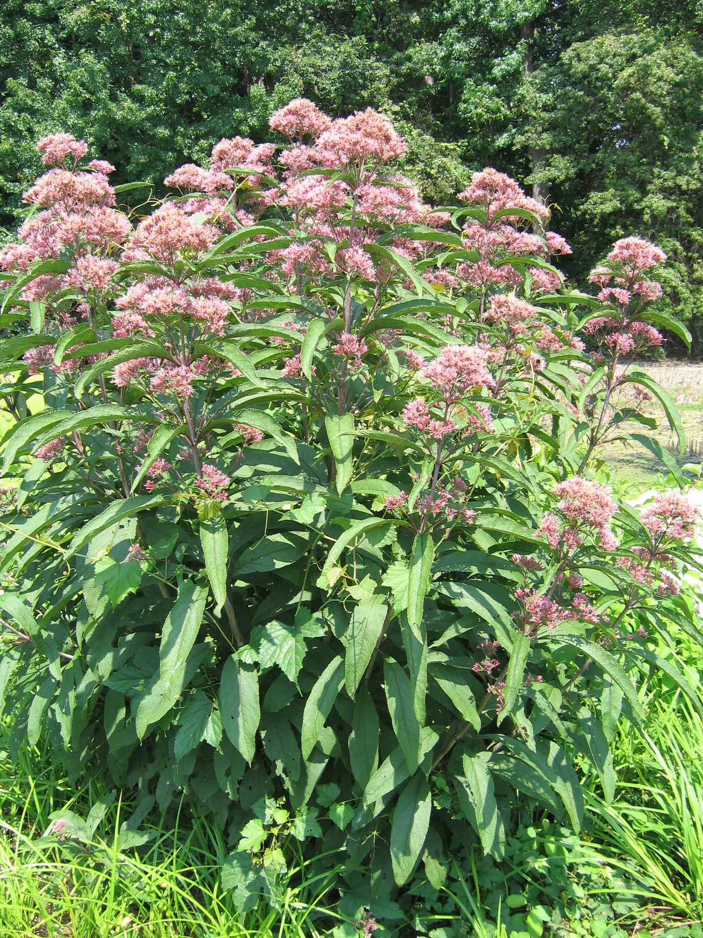 Queen of the Meadow   100 Seeds   Eupatorium fistulosum