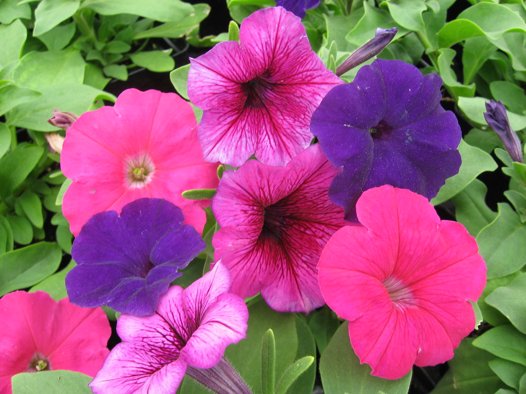 Petunia Mix  100 Seeds  Petunia hybrida