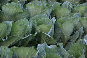 Cabbage  20 Seeds  Brassica oleracea