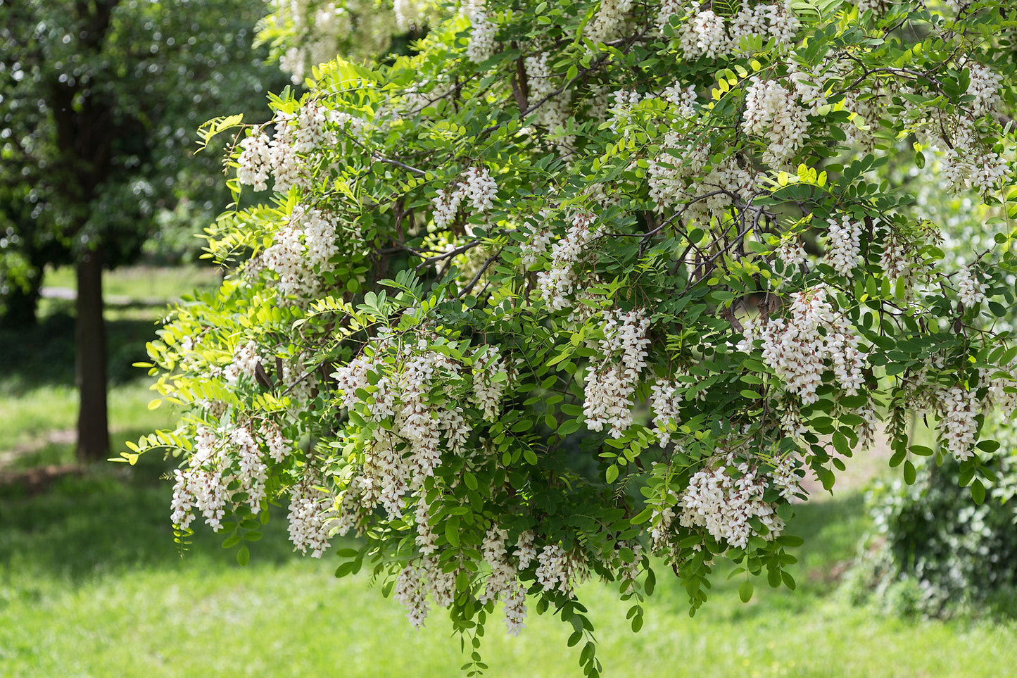 Black Locust  100 Seeds  False Acacia Robinia Pseudoacacia  USA Company