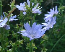Load image into Gallery viewer, Chicory Flowering Herb 50 Seeds  Cichorium intybus
