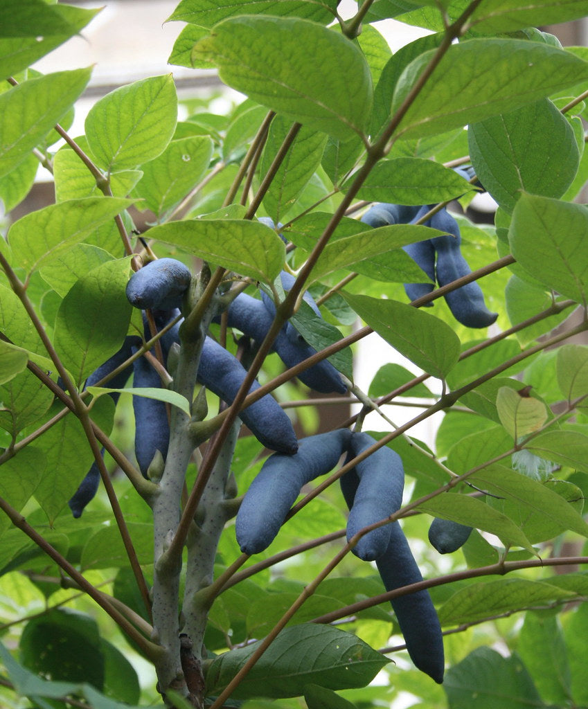 Blue Sausage Fruit   20 Seeds   Decaisnea fargesii