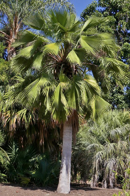 Guadalupe Palm  Brahea edulis  10 Seeds  USA Company