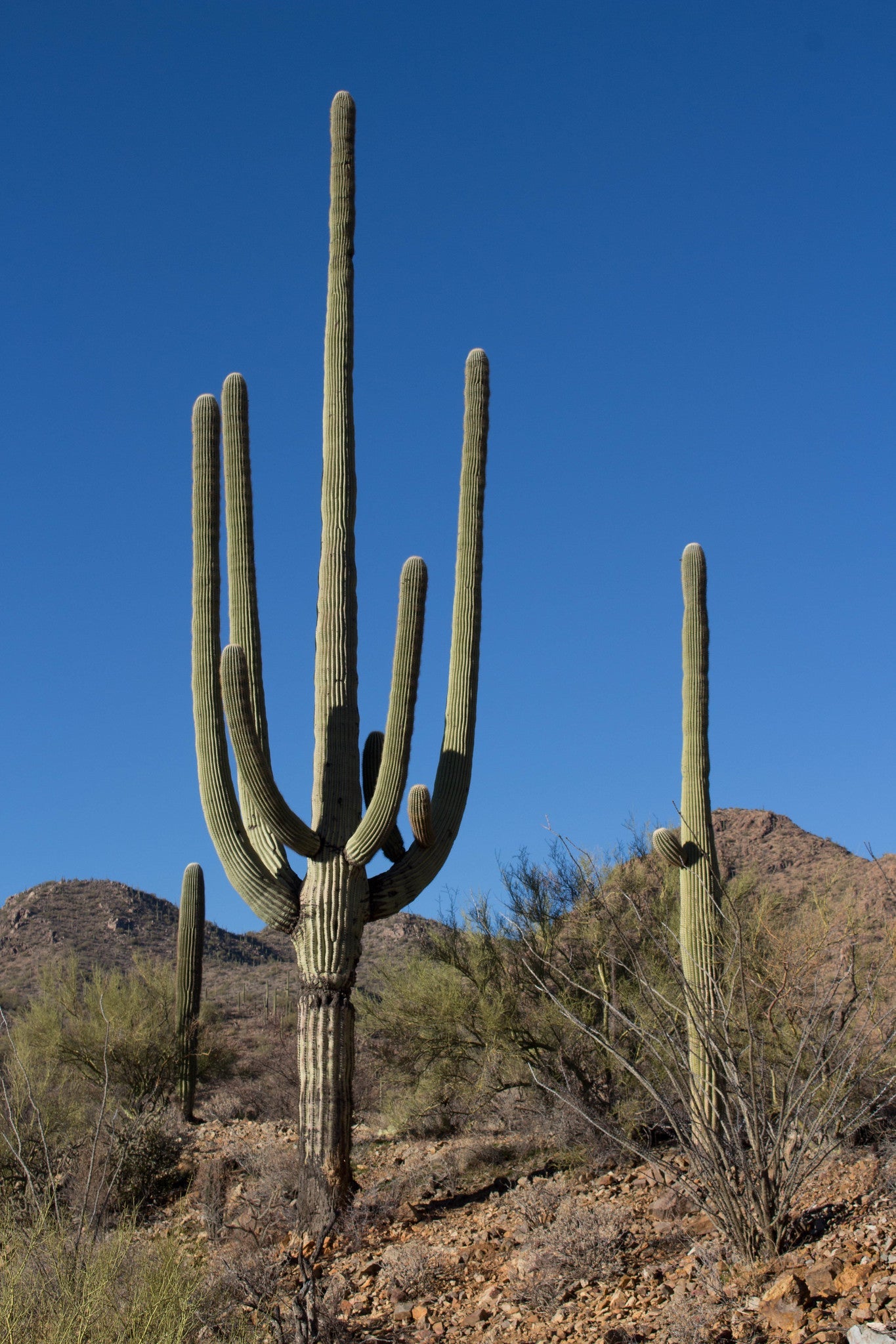 Saguaro Cactus Carnegiea gigantea 200 Seeds  USA Company