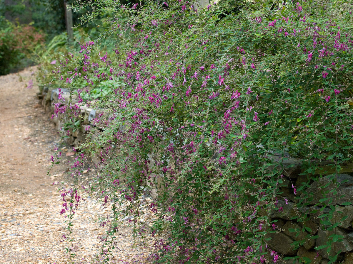 Lepedezza Bush Clover 20 Seeds Lespedeza bicolor – R&B Floridaseeds