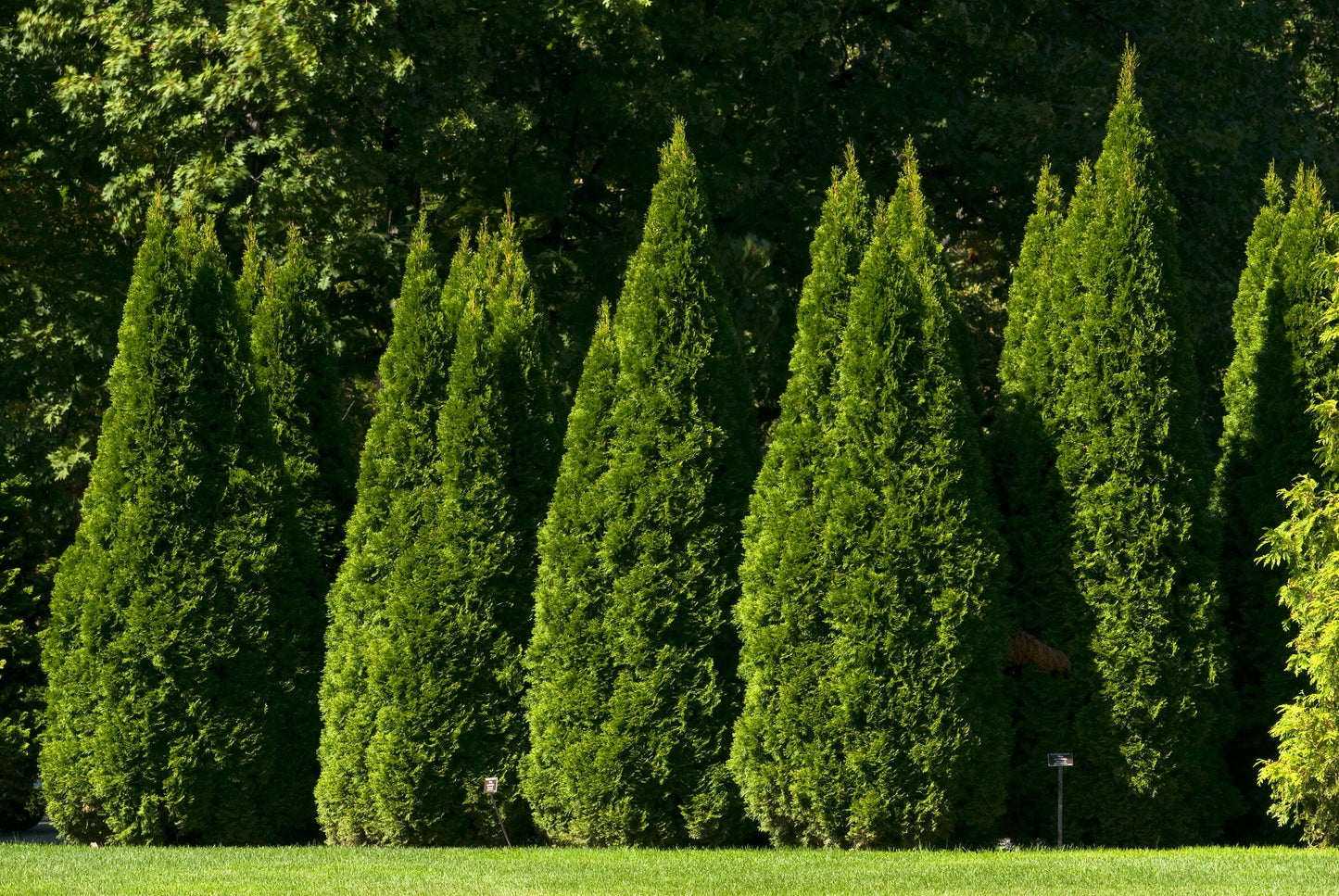 Northern White Cedar Arborvitae Thuja occidentalis 500 Seeds   USA Company