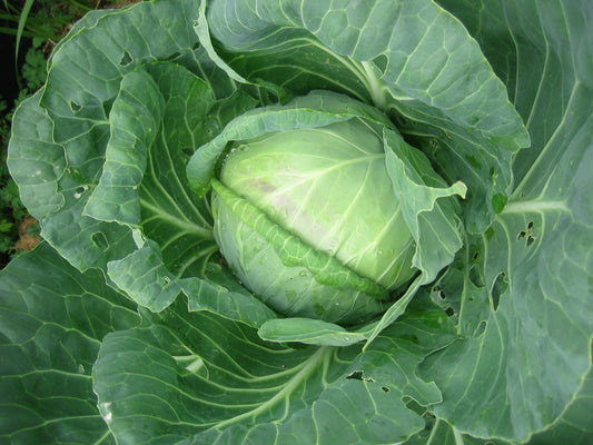 Cabbage Brassica oleracea 20 Seeds  USA Company