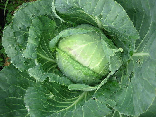 Cabbage  100 Seeds  Brassica oleracea