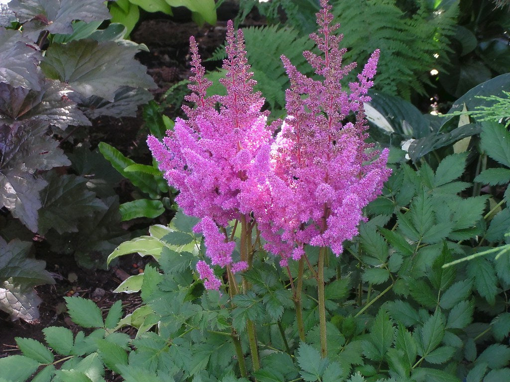 Pink Astilbe   100 Seeds   Astilbe chinensis