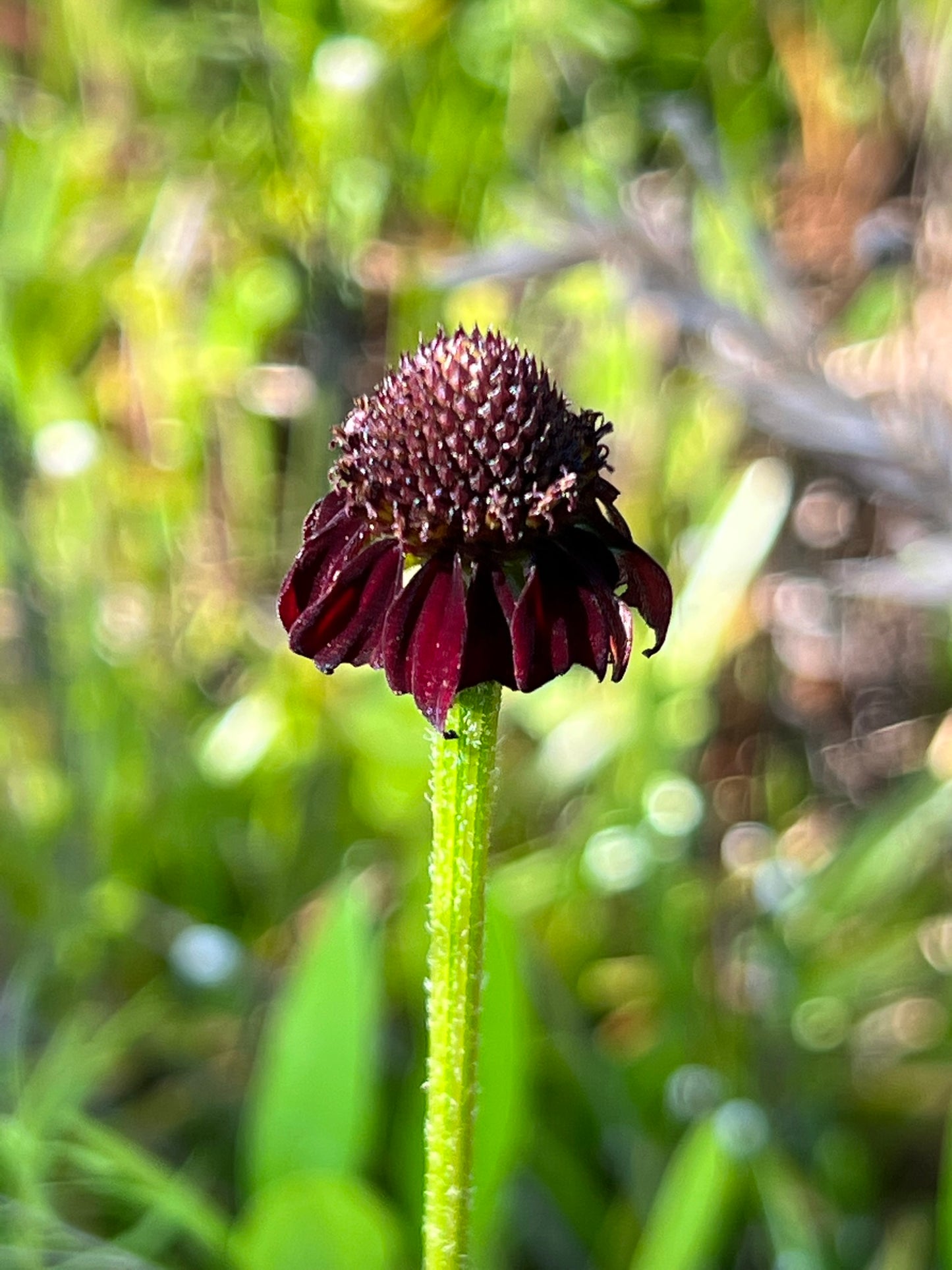 Grass-Leaved Coneflower  Rudbeckia graminifolia  20 Seeds  USA Company