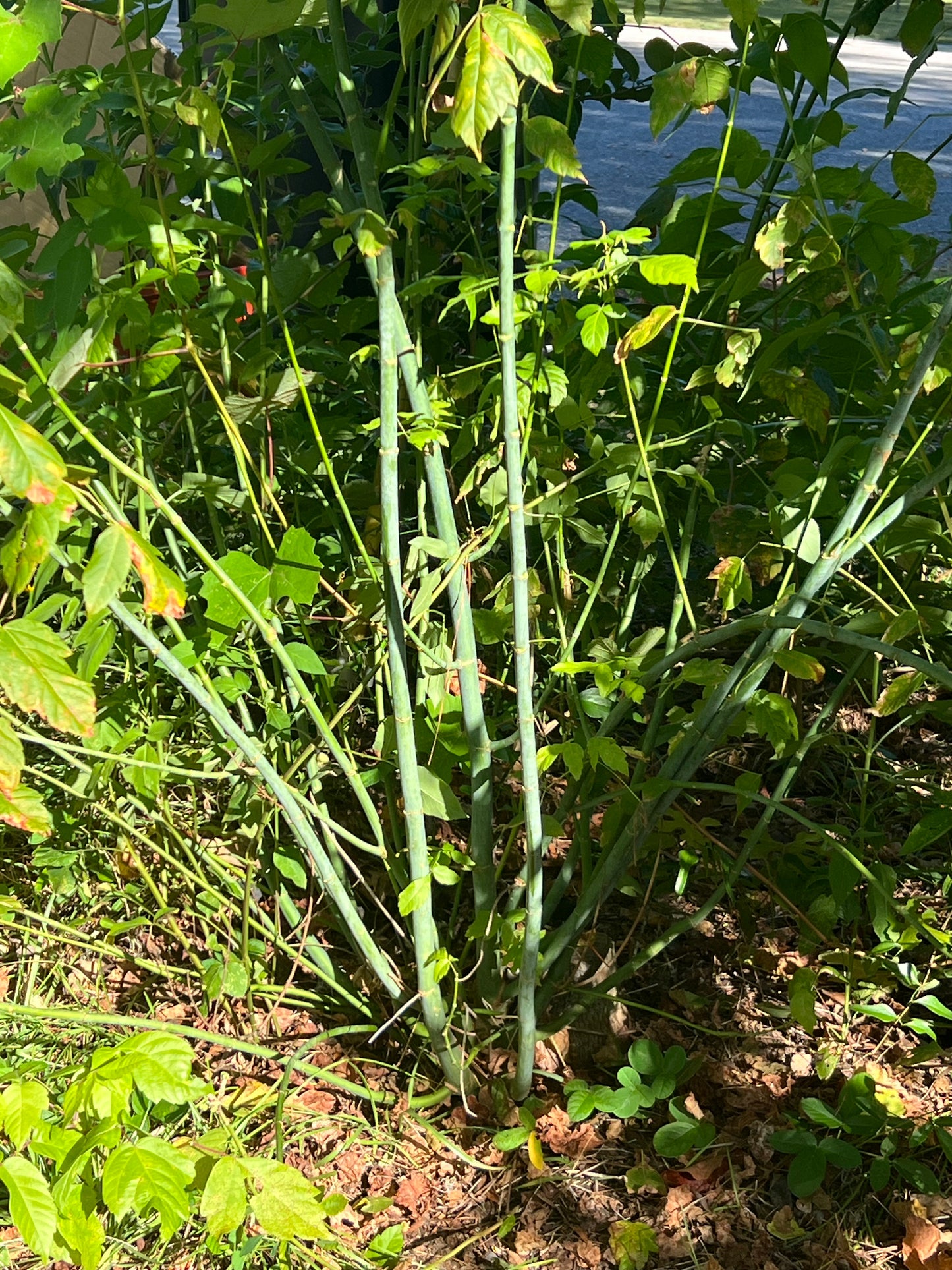 Boxelder Acer negundo 100 Seeds
