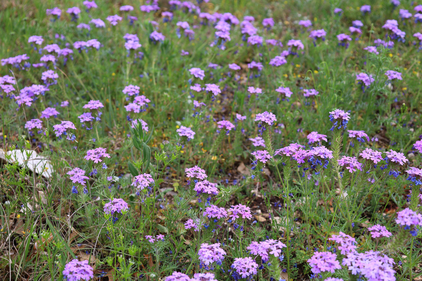 Prairie Verbena  25 Seeds  Glandularia bipinnatifida