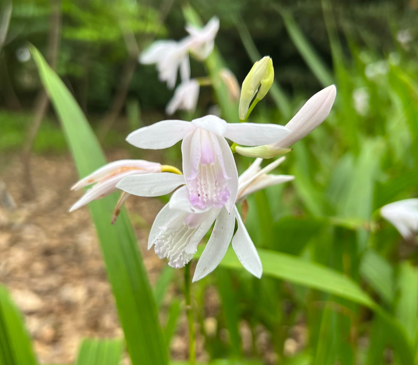 Hardy Ground Orchid  1000 Seeds  Bletilla striata