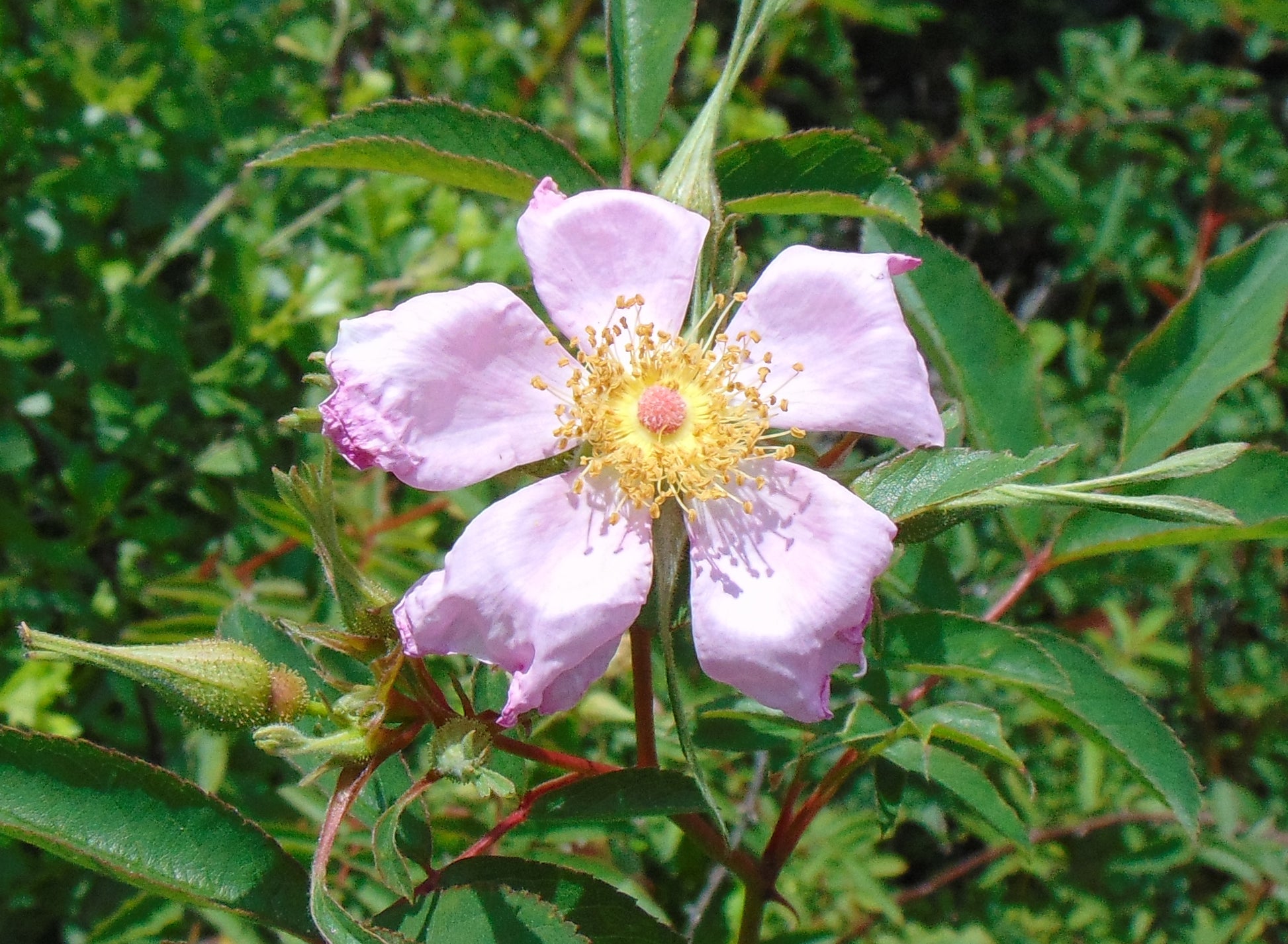 swamp rose seeds Swamp Rose 100 Seeds Rosa palustris – R&B Floridaseeds
