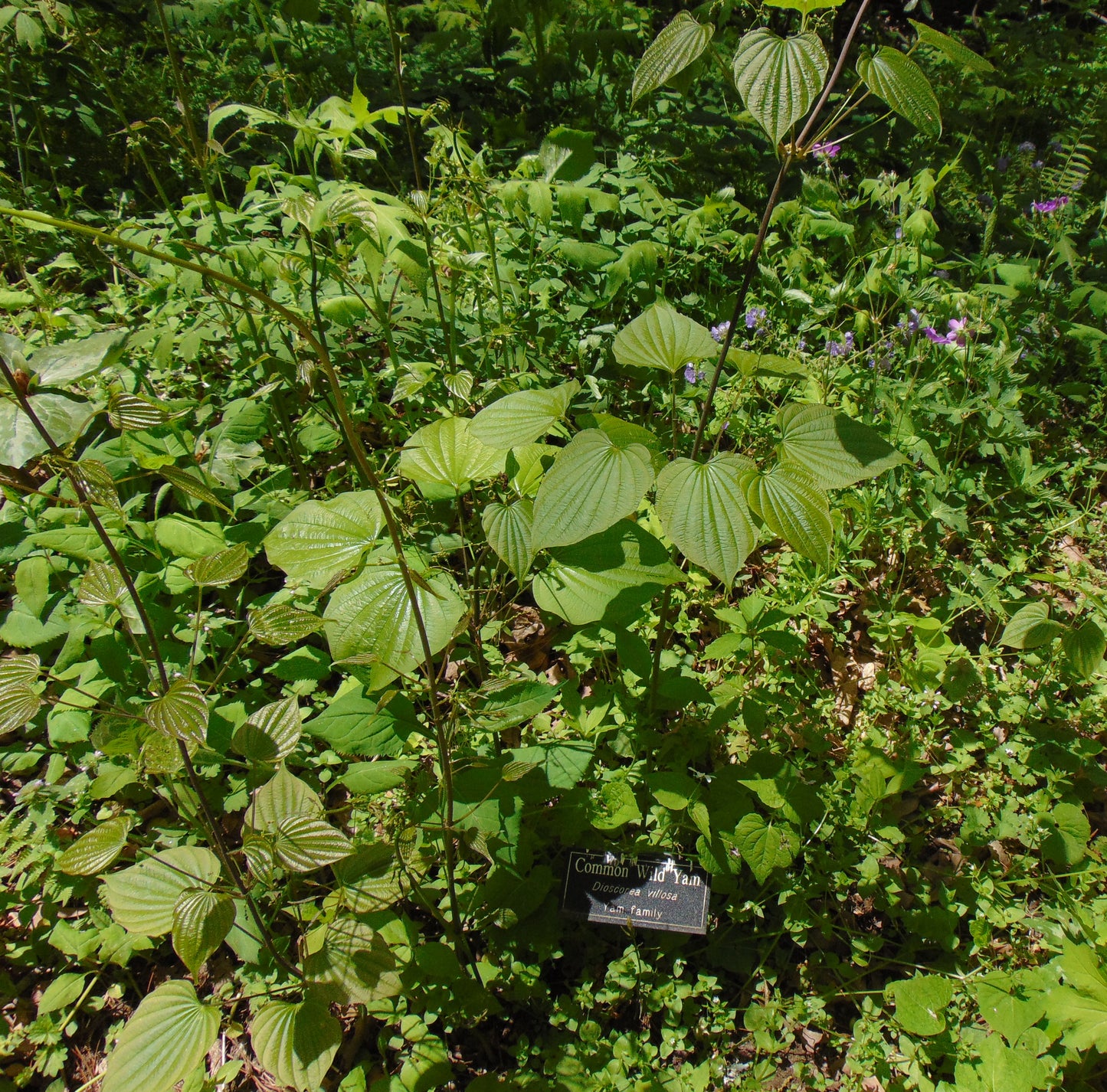 Wild Yam  10 Seeds  Dioscorea villosa