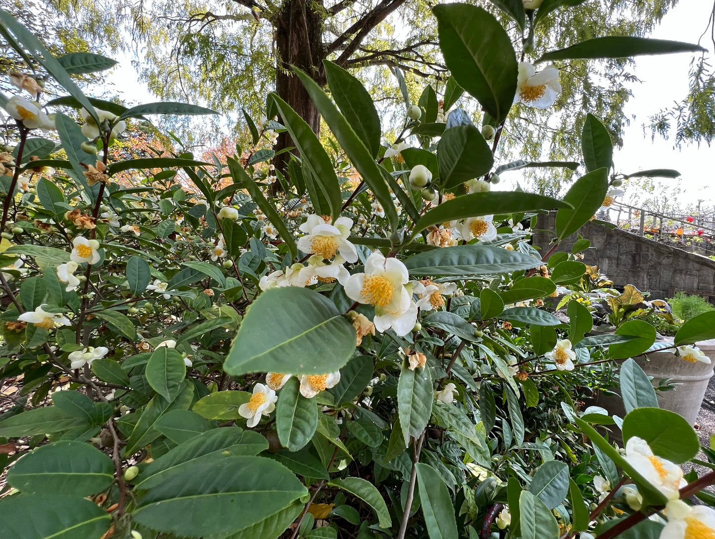 Tea Plant  5 Seeds  Camellia sinensis