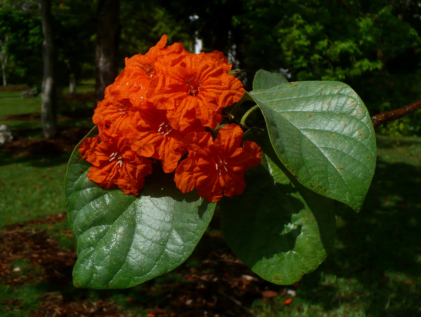 Geiger Tree  10 Seeds  Cordia sebestena