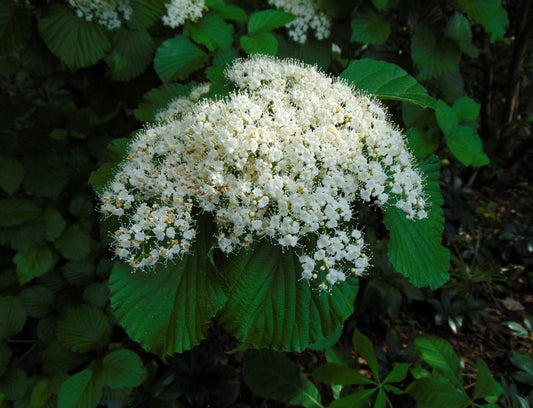 Linden Viburnum   100 Seeds   Viburnum dilatatum