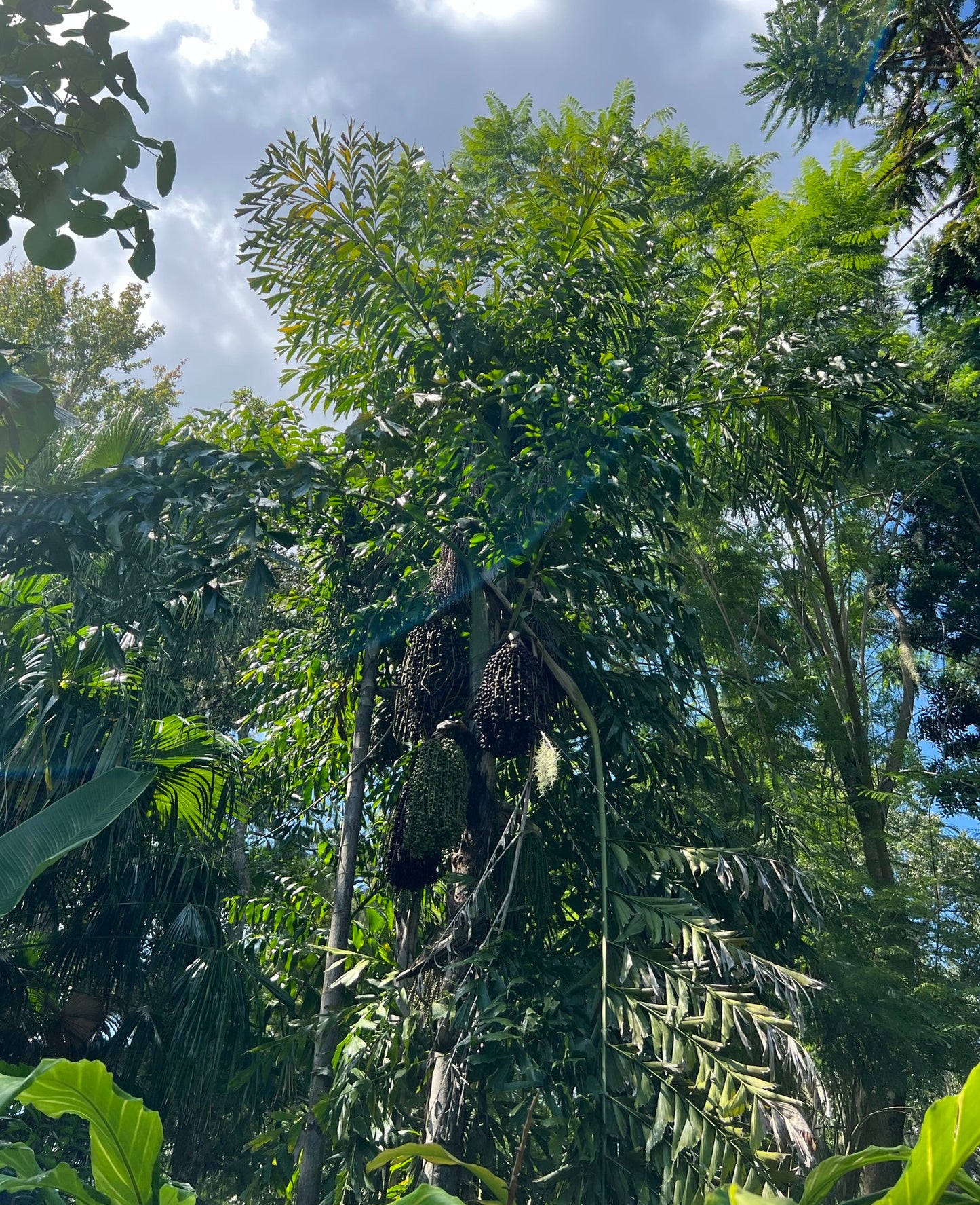 Fishtail Palm  5 Seeds  Caryota urens