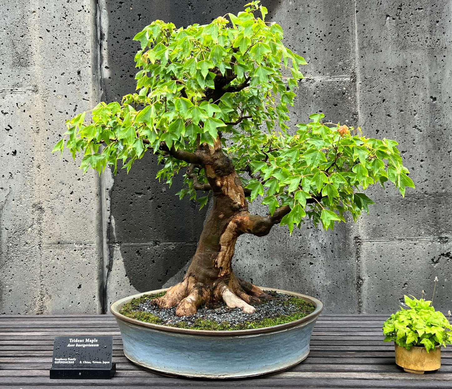 Trident Maple   100 Seeds   Acer buergerianum
