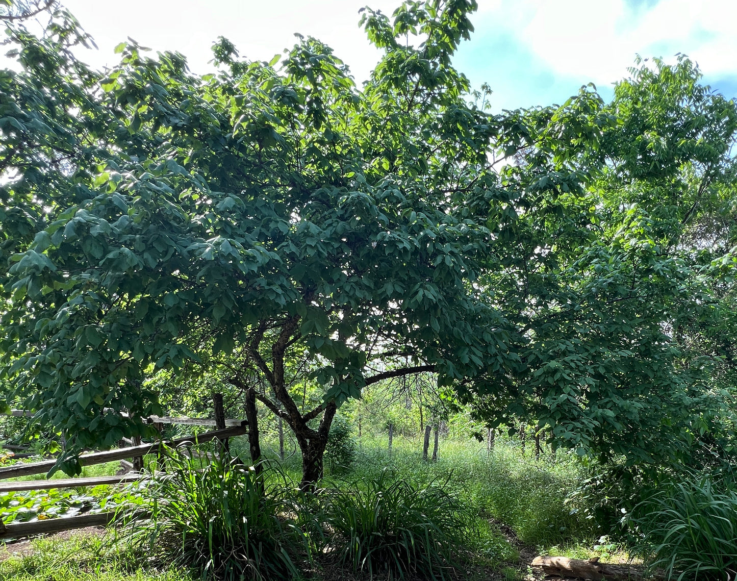 Mexican Plum  5 Seeds  Prunus mexicana