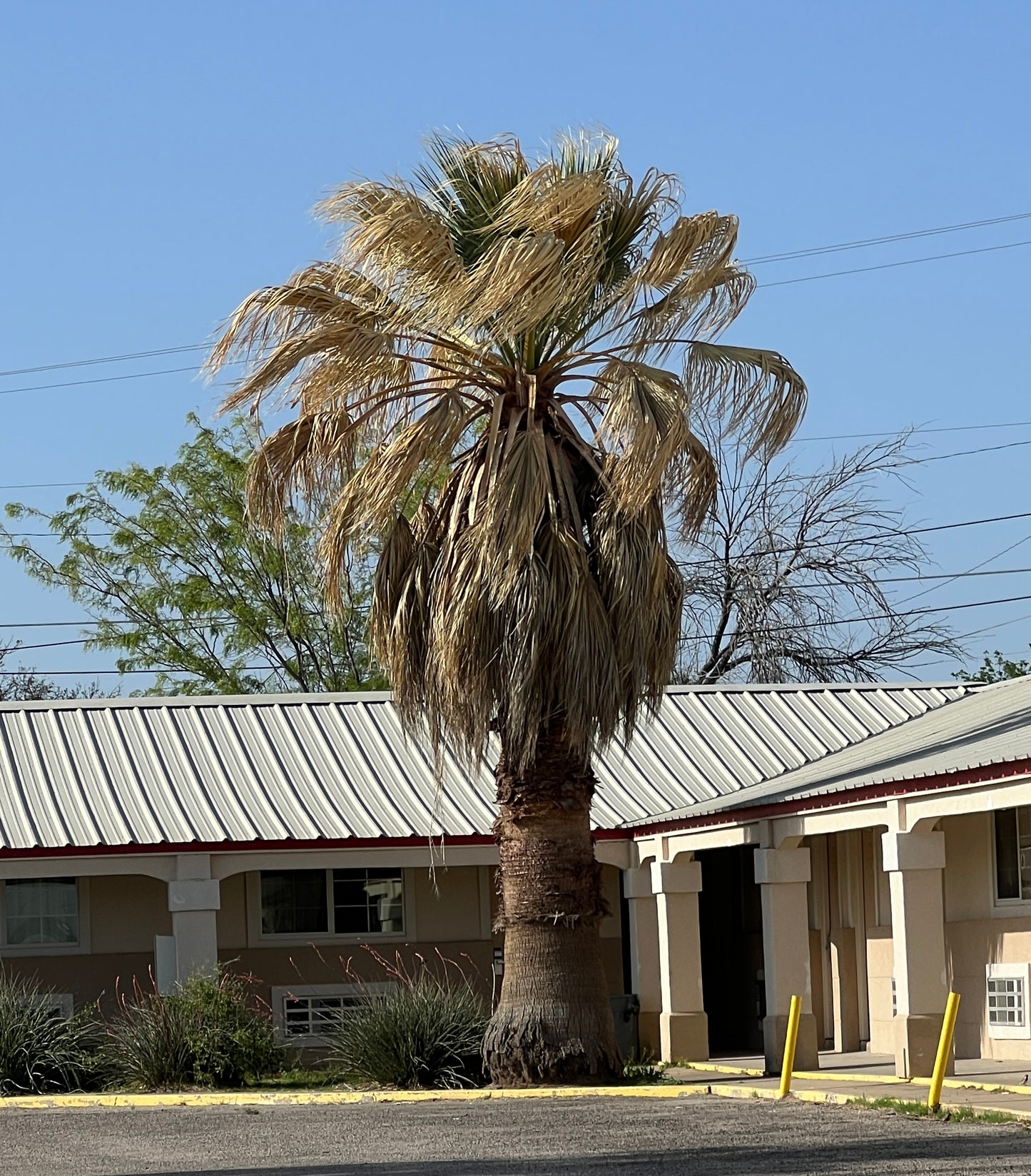 California Fan Palm  100 Seeds  Washingtonia filifera