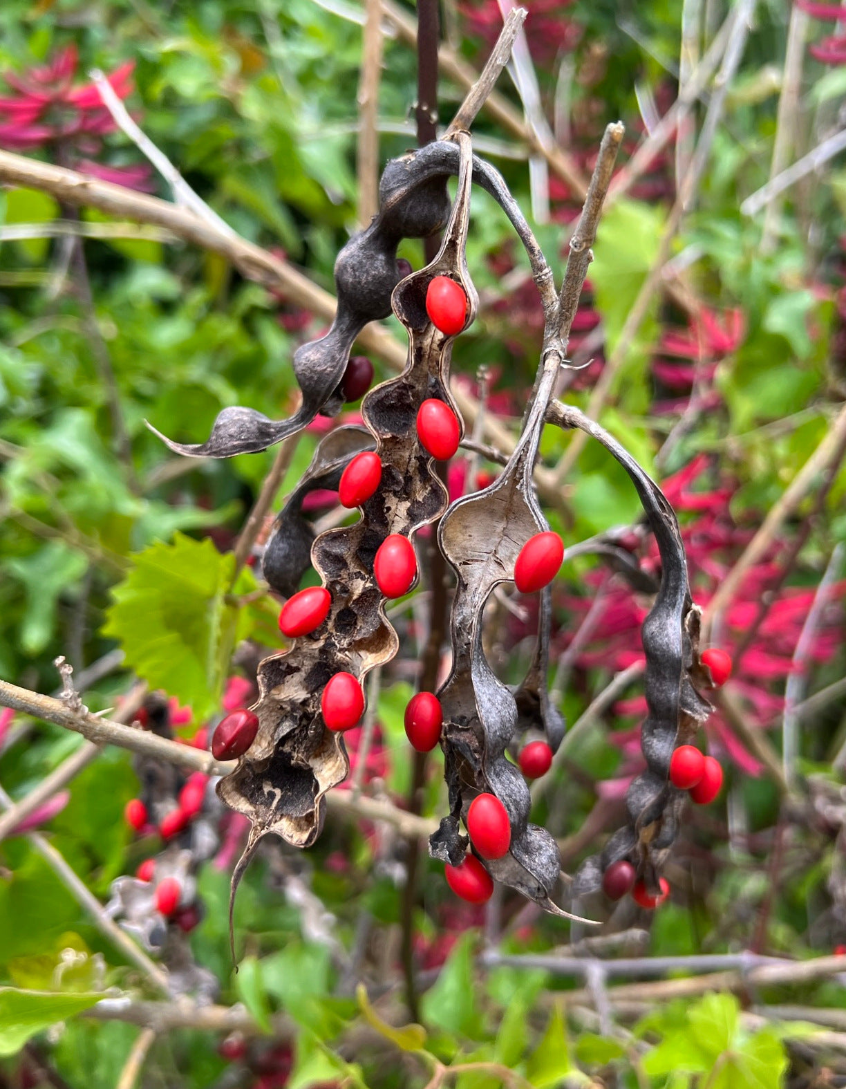 Coral Bean Erythrina herbacea 10 Seeds  USA Company