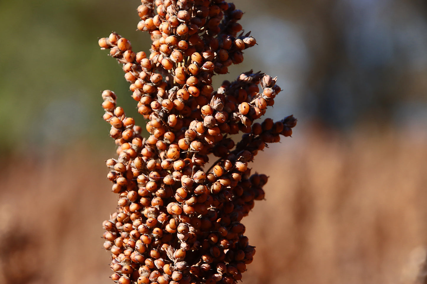 Sorgum   100 Seeds   Millet   Sorghum bicolor