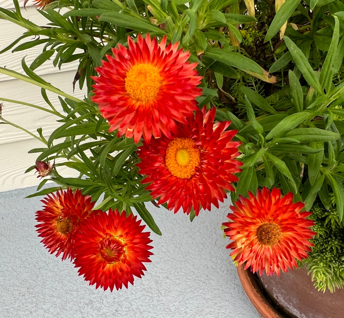Red Strawflower  100 Seeds  Helichrysum bracteatum