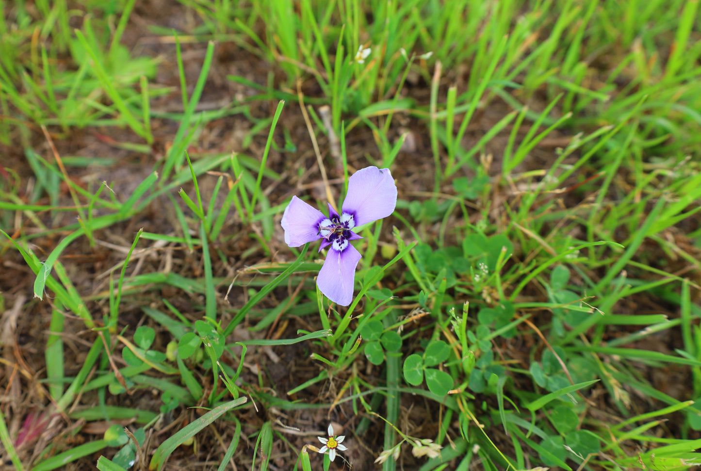 Prairie Nymph  10 Seeds  Herbertia lahue