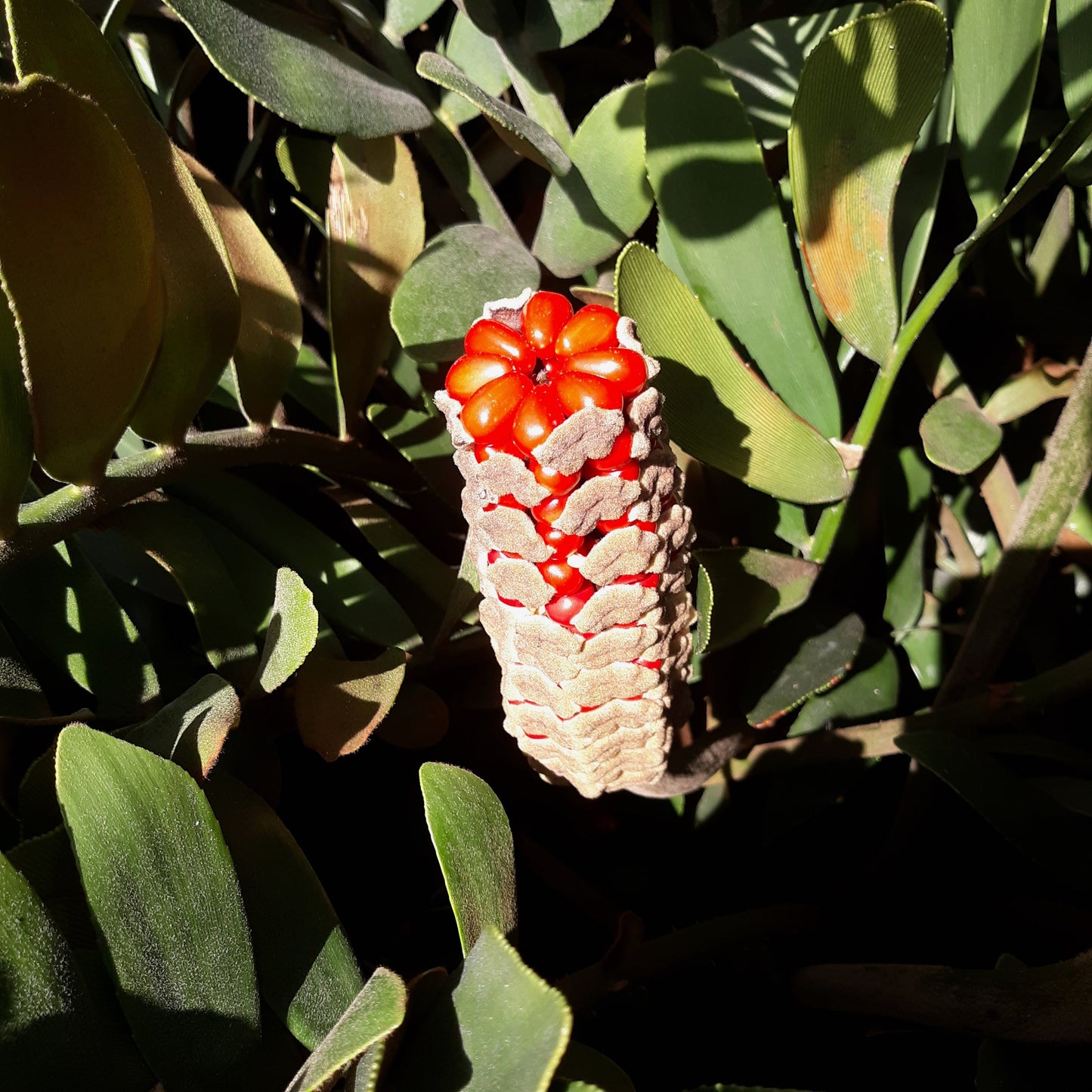 Cardboard Palm Cycad Zamia furfuracea 10 Seeds  USA Company