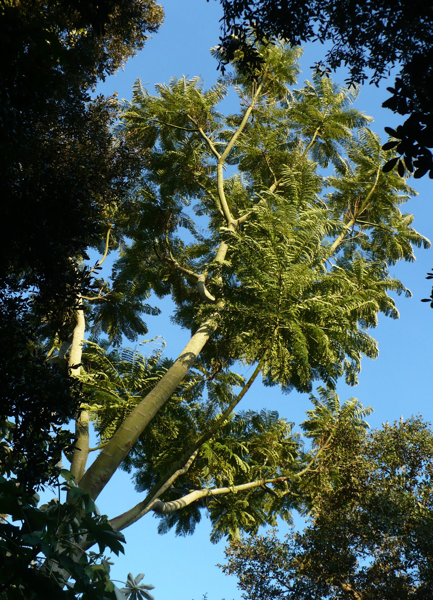 Brazilian Fern Tree   10 Seeds   Schizolobium parahyba