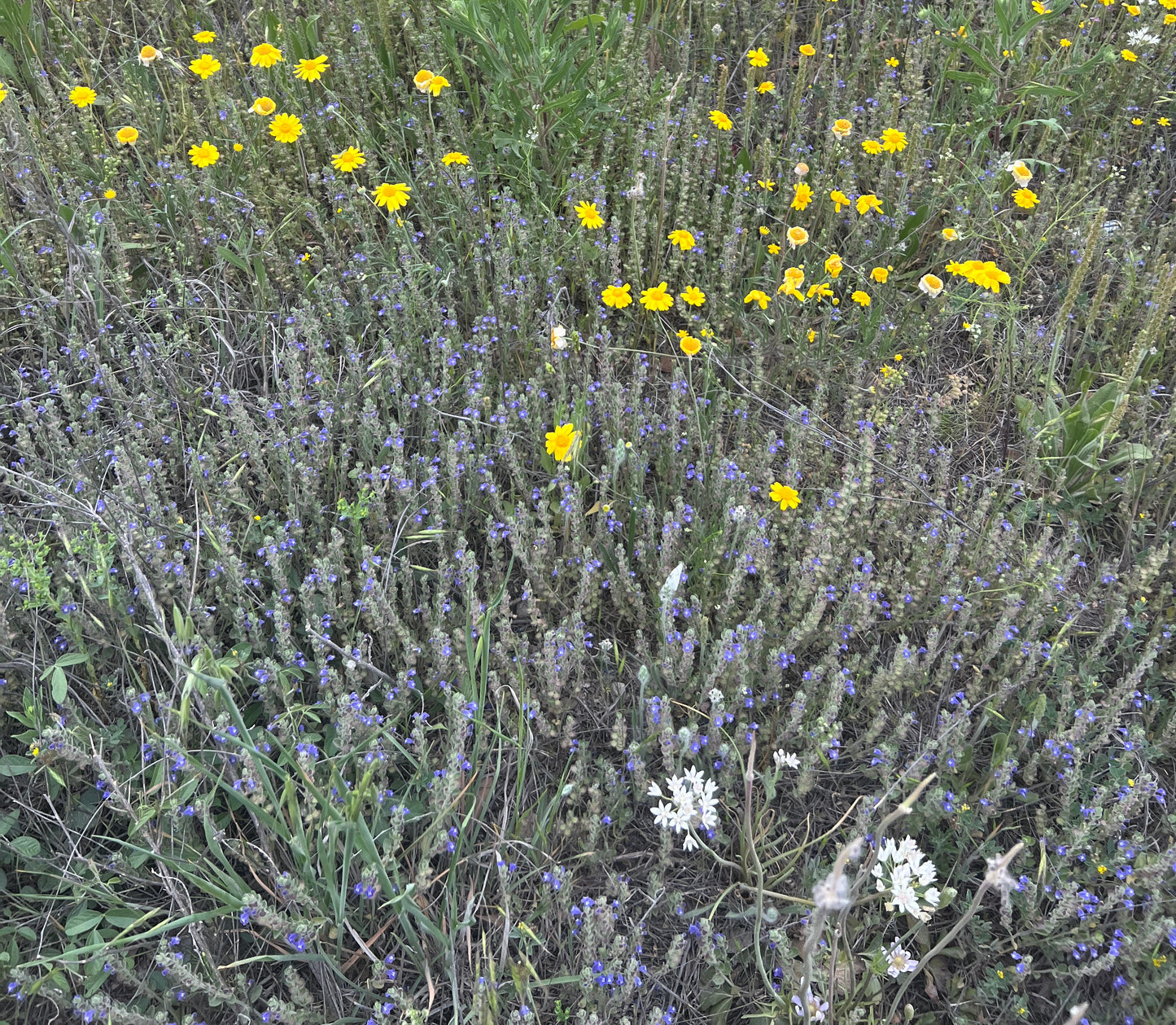 Drummond’s Skullcap  10 Seeds Scutellaria drummondii