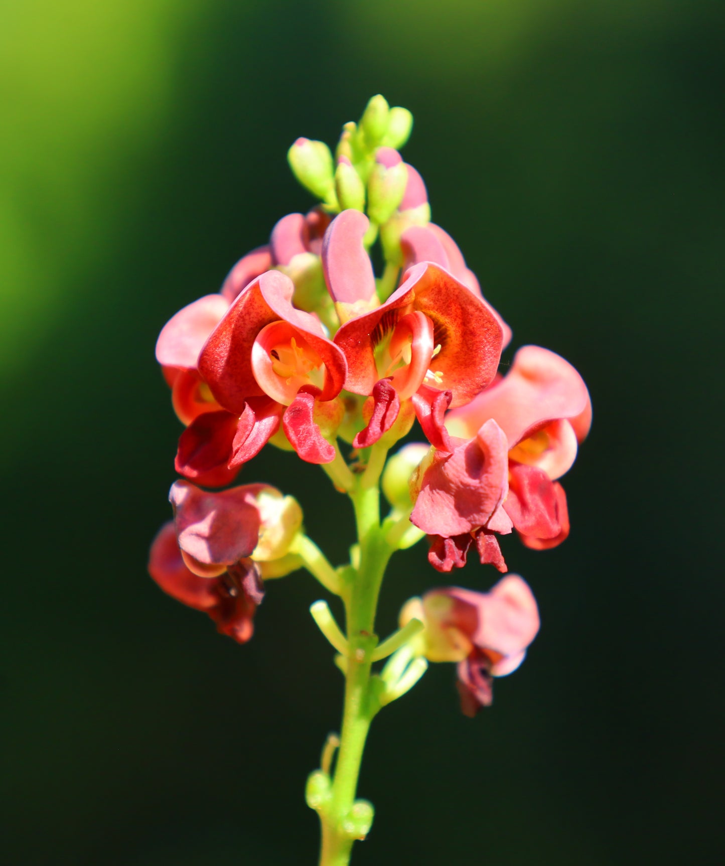 American Groundnut Apios americana 20 Seeds  USA Company