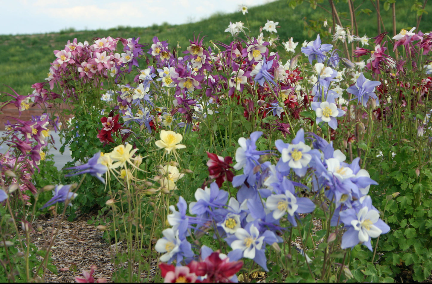 Columbine Mix  100 Seeds  Aquilegea caerulea