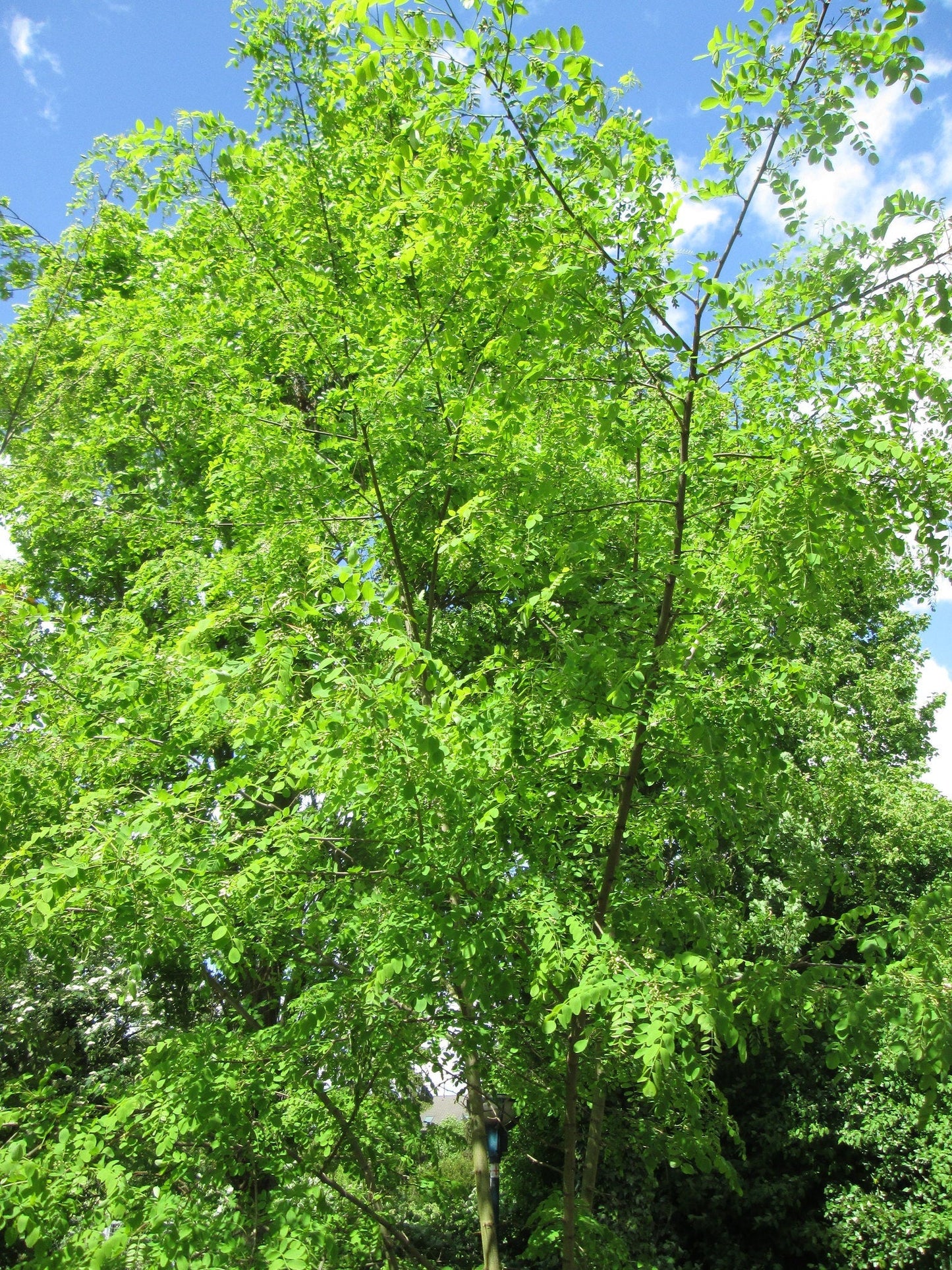 Black Locust  100 Seeds  False Acacia Robinia Pseudoacacia  USA Company