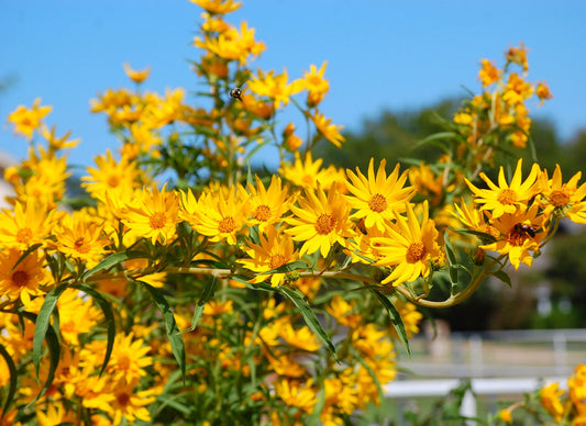 Maximilian's Sunflower Helianthus maximiliani 100 Seeds
