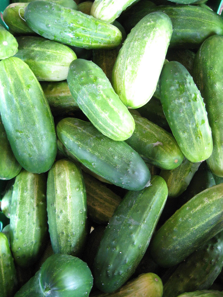 Pickling Cucumbers   100 Seeds   Cucumis sativus
