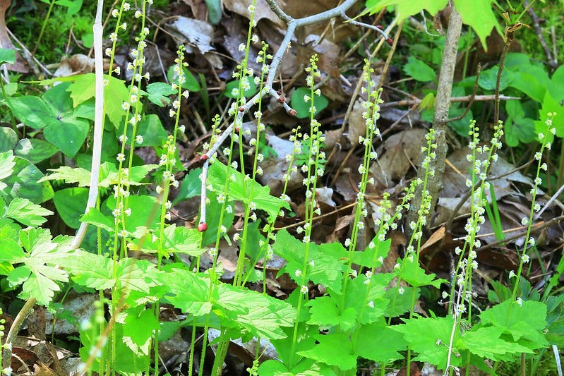 Bishop’s Cap  100 Seeds  Mitella diphylla
