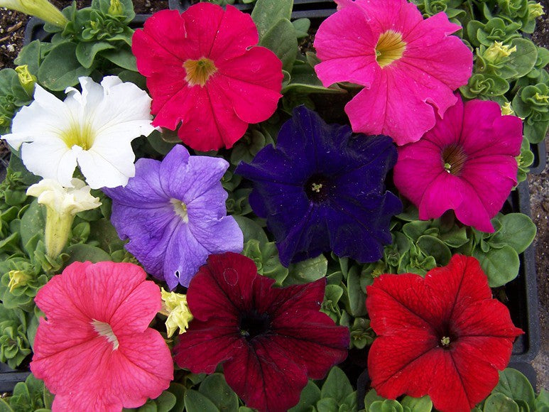 Petunia Mix  100 Seeds  Petunia hybrida