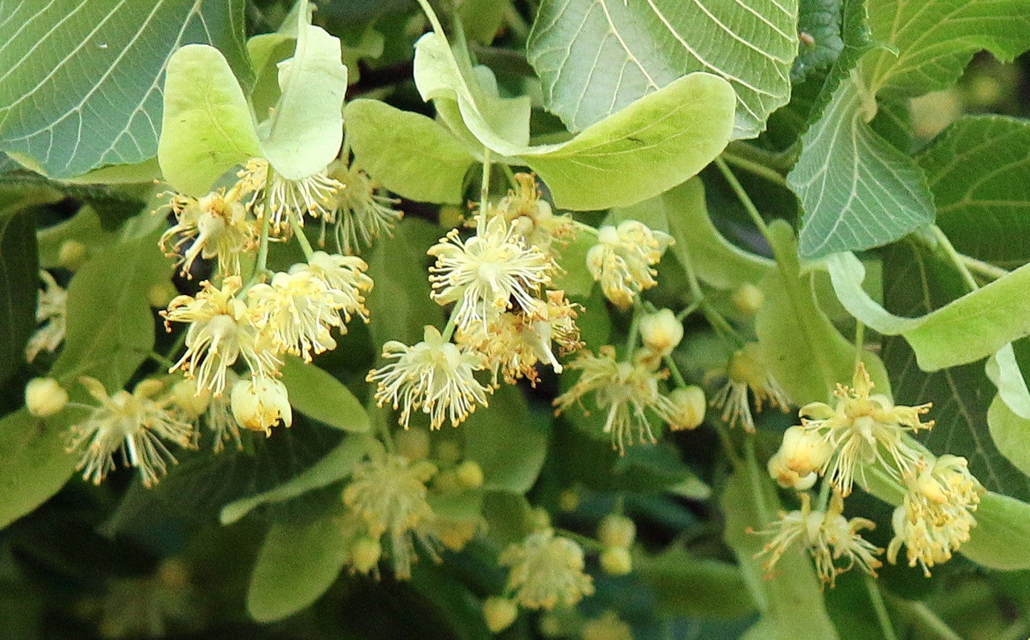 Silver Linden Silver Lime Tilia tomentosa 100 Seeds  USA Company