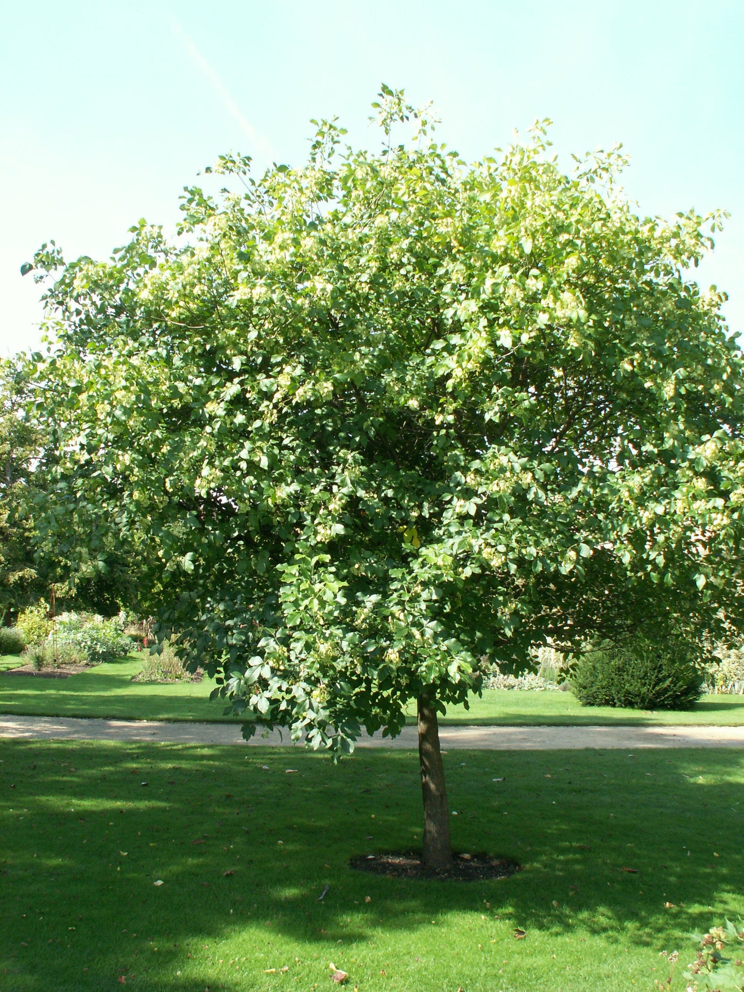 Hop Tree  Wafer Ash  Ptelea trifoliata  500 Seeds  USA Company