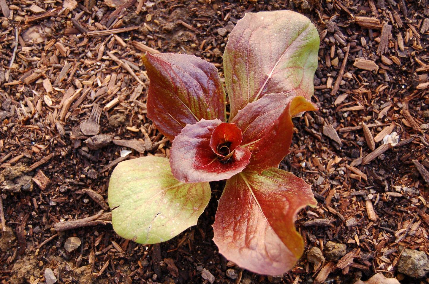 Radicchio   100 Seeds   Cichorium intybus