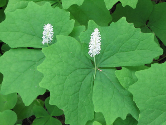 Vanilla Leaf Achlys triphylla 10 Seeds  USA Company