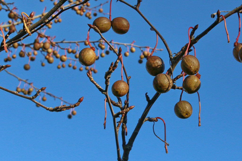 Dove Tree Davidia involucrata 1 Fruit with Seeds  USA Company