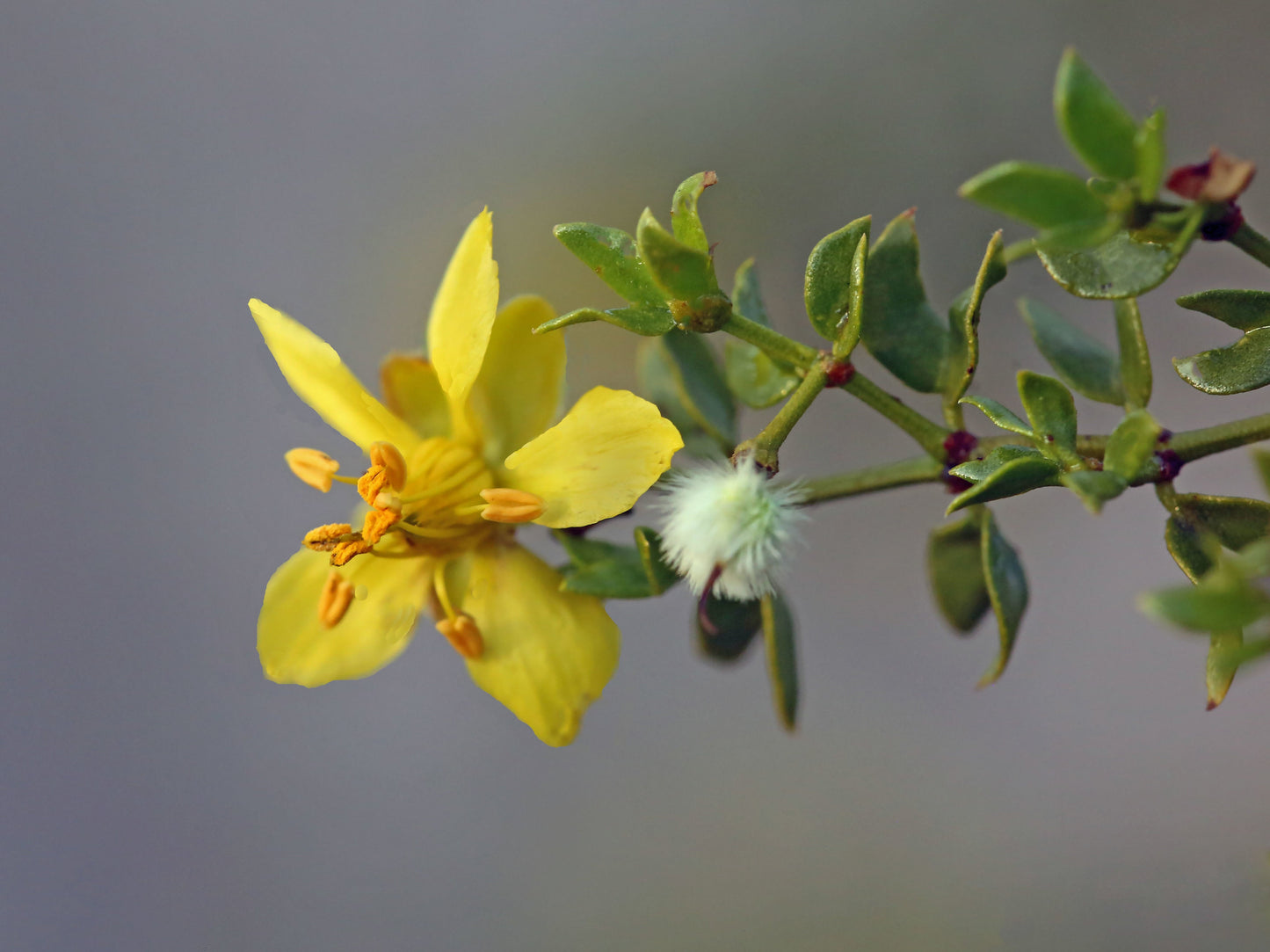 Creosote Bush Larrea tridentanta 200 Seeds  USA Company